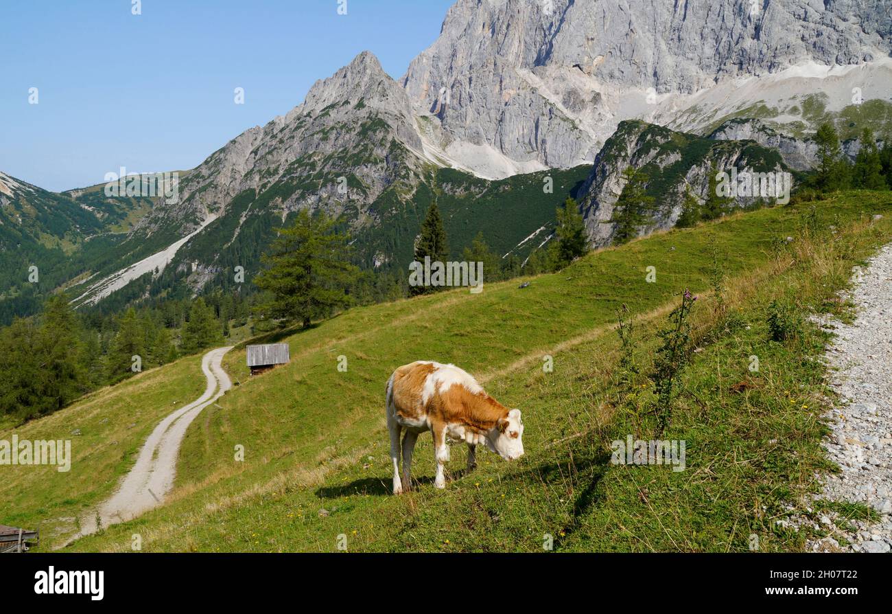 Una mucca che pascola nelle Alpi austriache della regione di Dachstein (Neustatt Alm in Stiria in Austria) Foto Stock