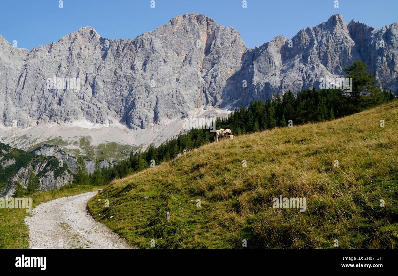 Una mucca che pascola nelle Alpi austriache della regione di Dachstein (Neustatt Alm in Stiria in Austria) Foto Stock