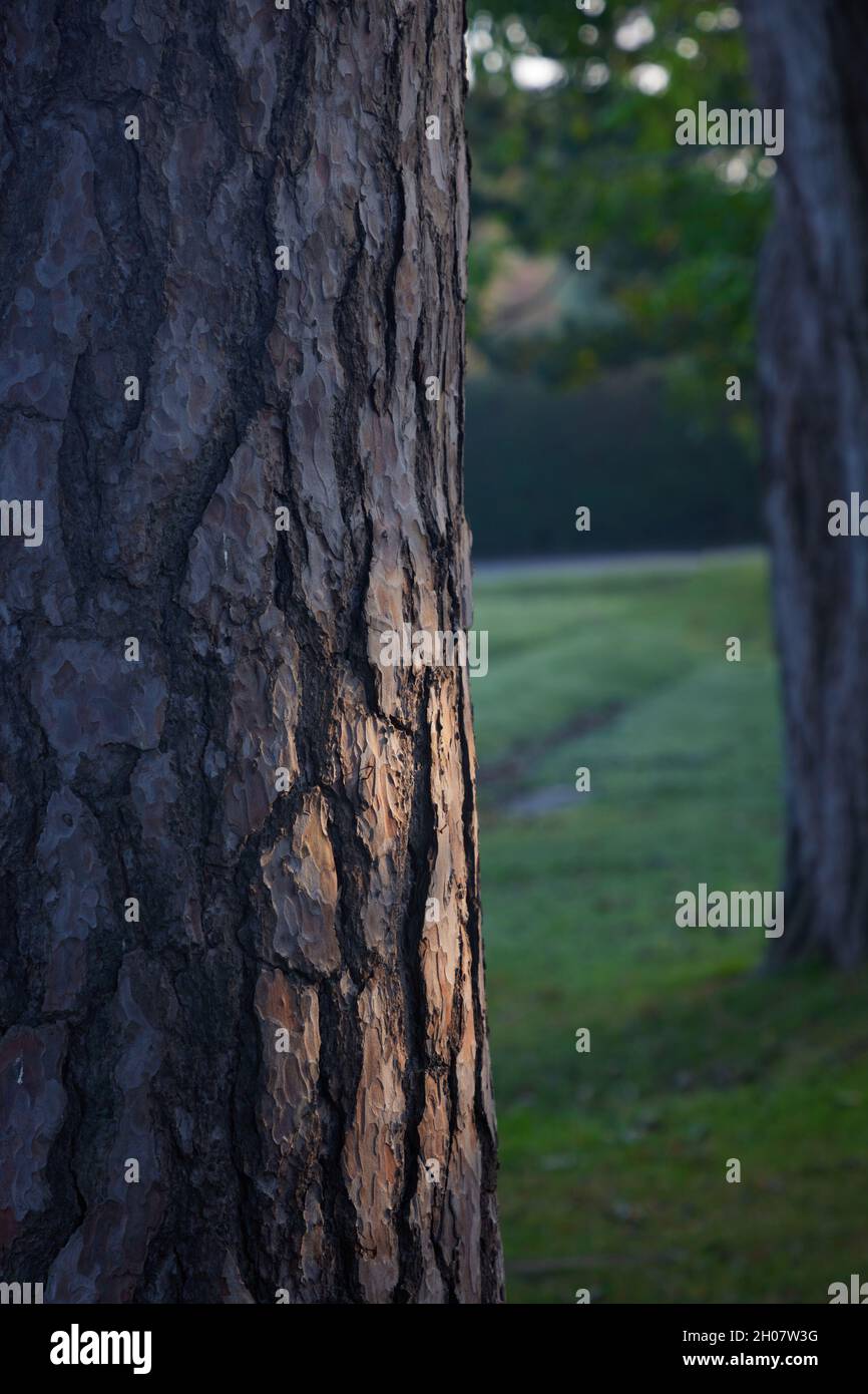 Primo piano di corteccia di un pino scozzese. Foto Stock