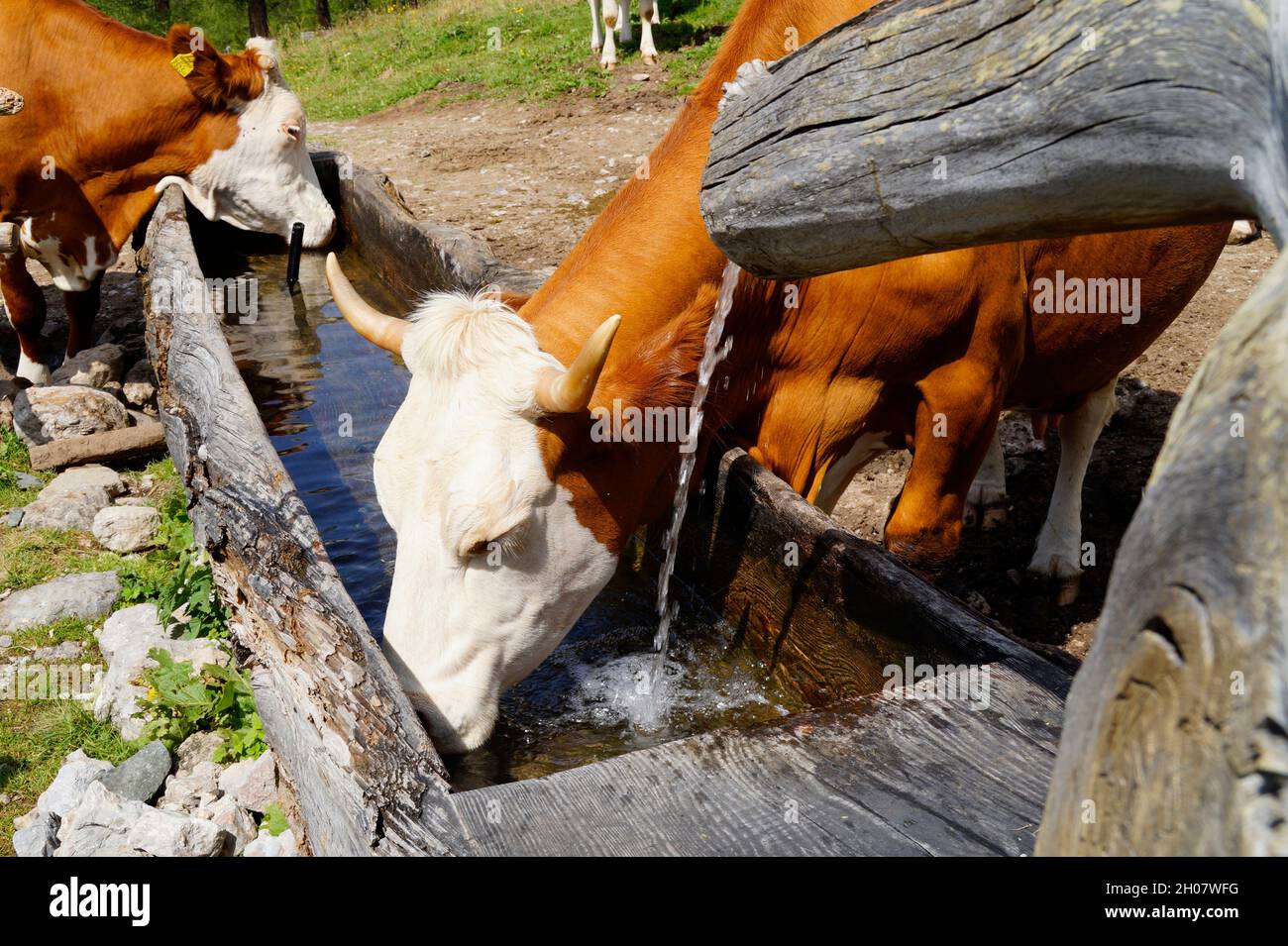Mucche al pascolo nelle Alpi austriache della regione di Dachstein (Stiria in Austria) Foto Stock