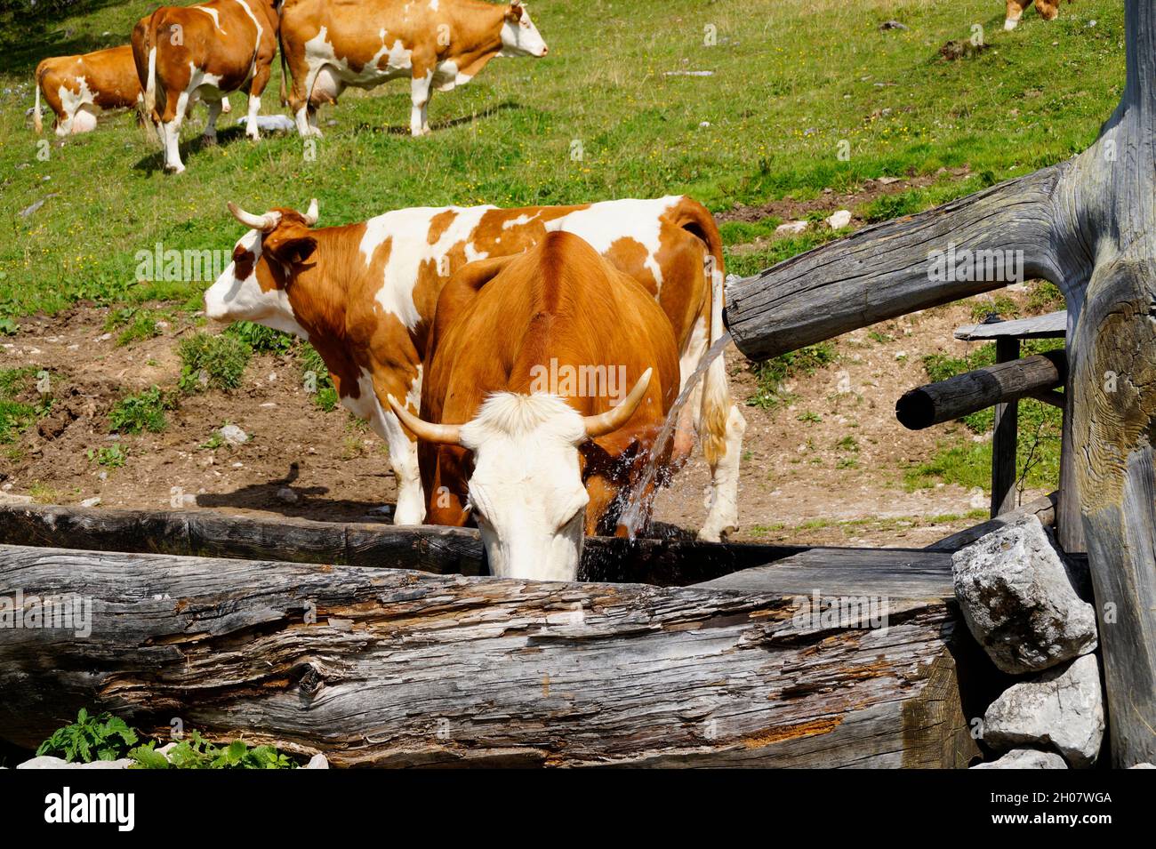 Mucche al pascolo nelle Alpi austriache della regione di Dachstein (Stiria in Austria) Foto Stock