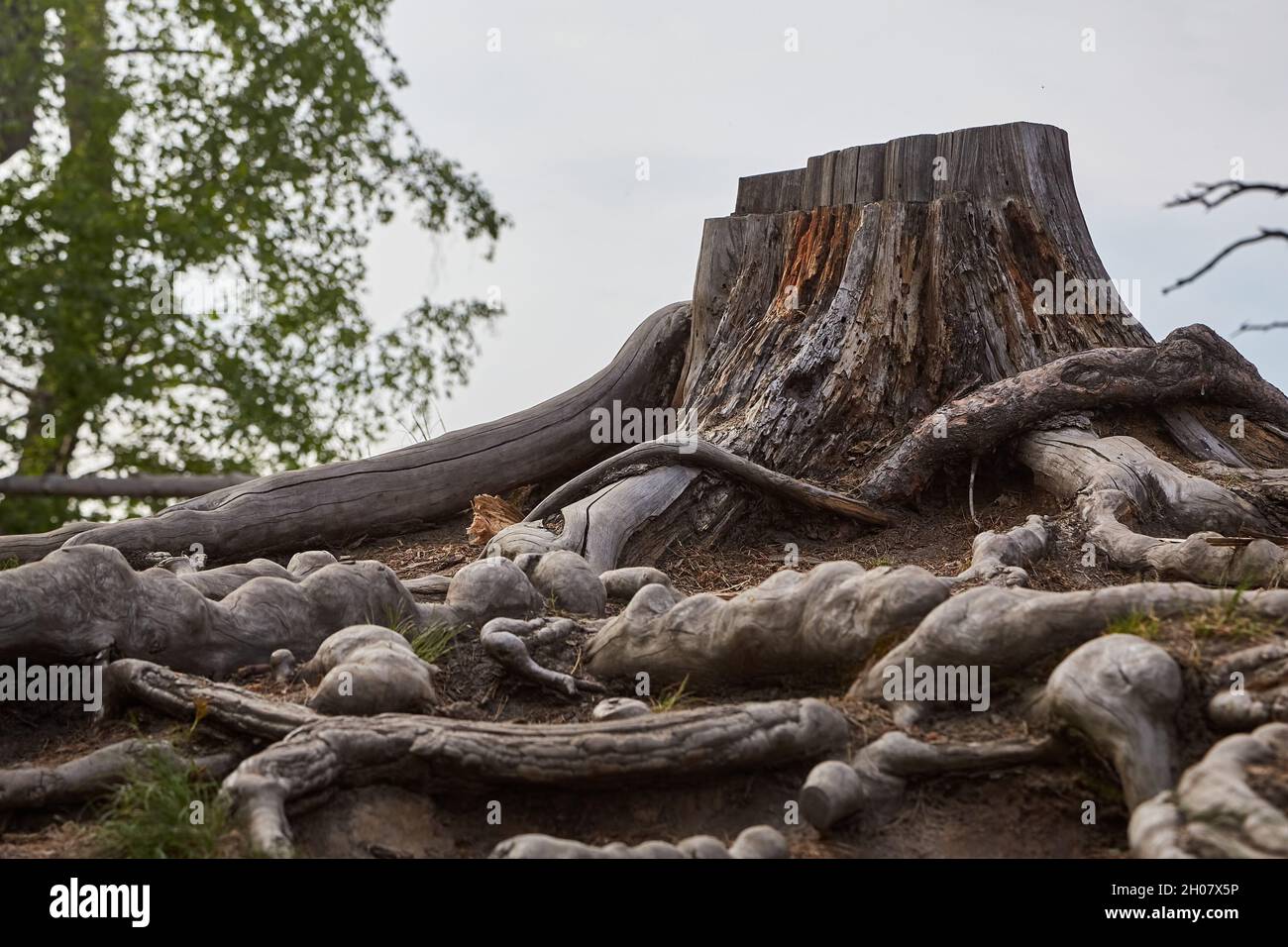 Moncone di un albero tritato Foto Stock