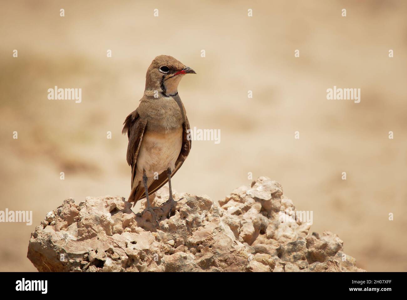 Pratincole - Glareola Pratincola seduta sulla pietra in savana secca in Kenya Africa, conosciuta anche come Pratincole comune o pratinco alare rosso Foto Stock