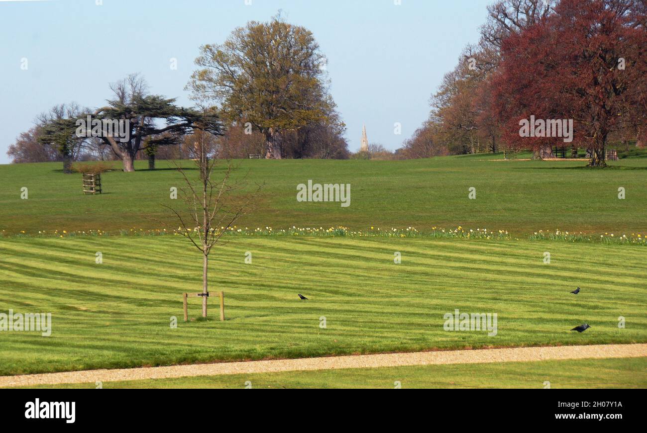 Tiglio in erba piantato a Burghley House dalla regina Elisabetta II nel giugno 2012 per celebrare il suo Giubileo di Diamante Foto Stock