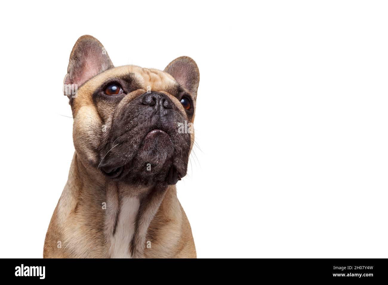 Cane formidabile. Il bulldog francese Studio ha girato isolato su sfondo bianco. Foto Stock