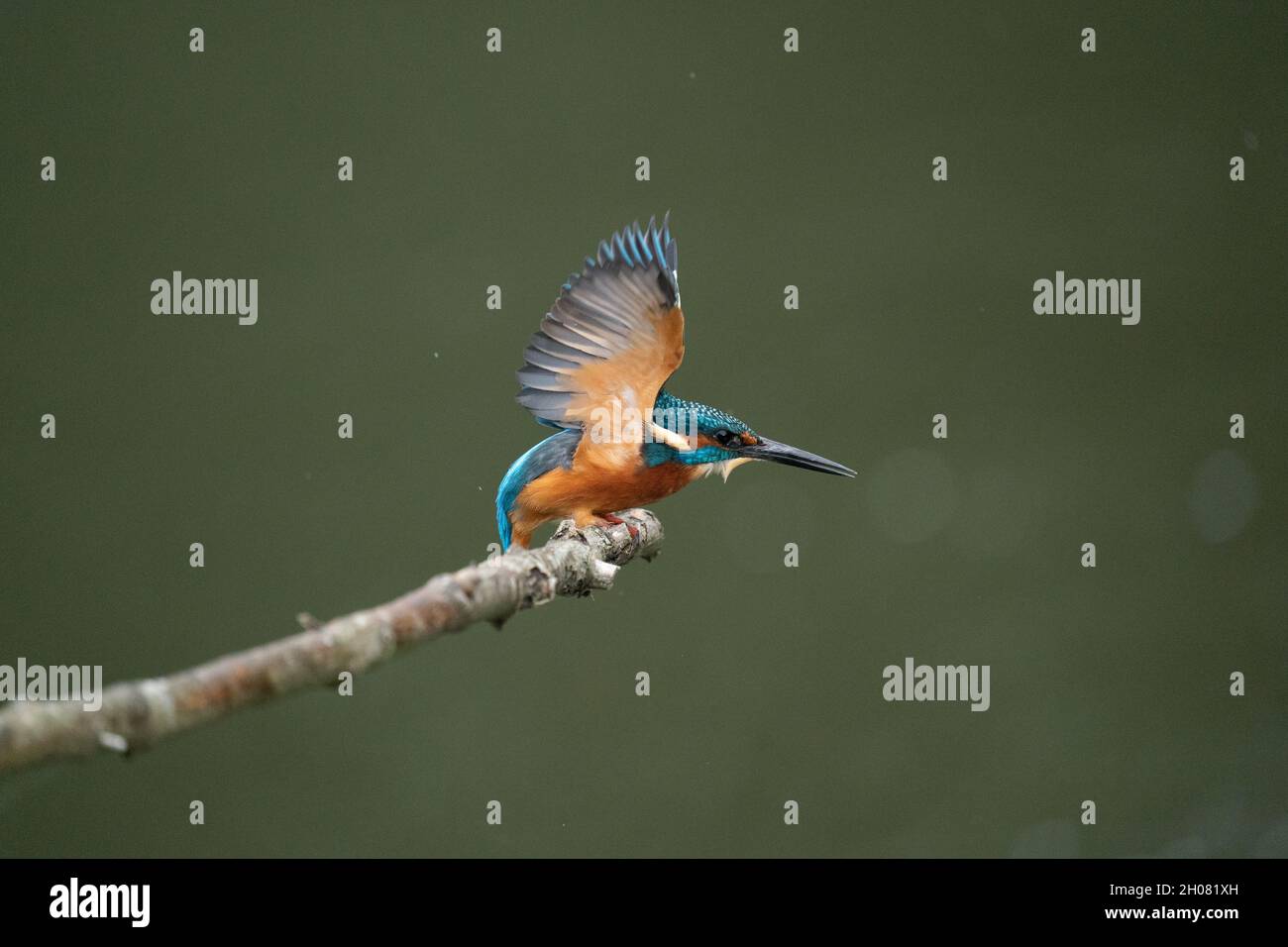 Pronto a cacciare un fantastico Martin pescatore Foto Stock