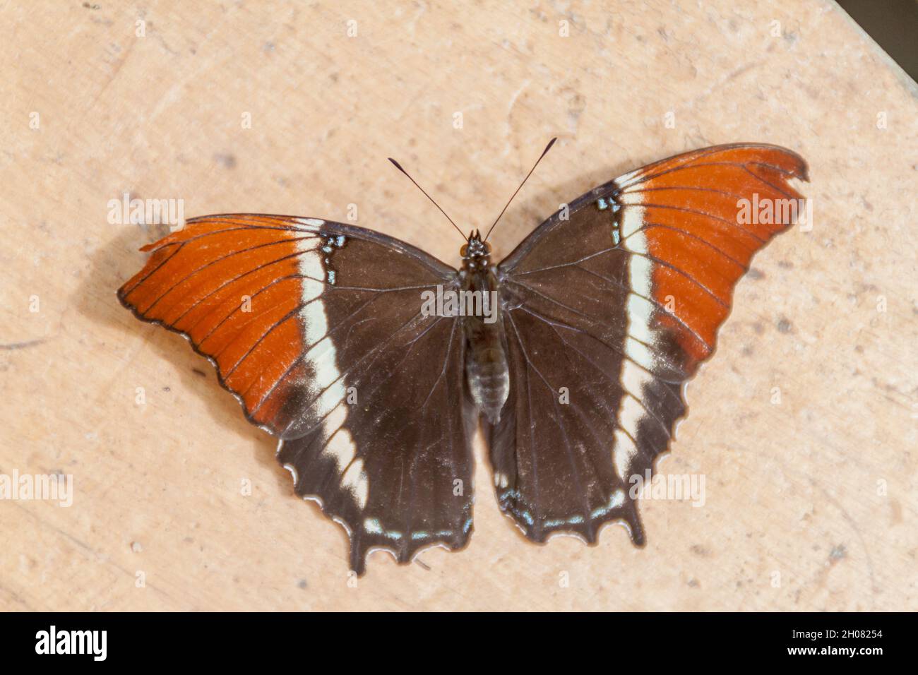 La farfalla di pagina con la punta di Rusty (epaphus di Siproeta) a Mariposario (la Casa delle farfalle) a Mindo, Ecuador Foto Stock