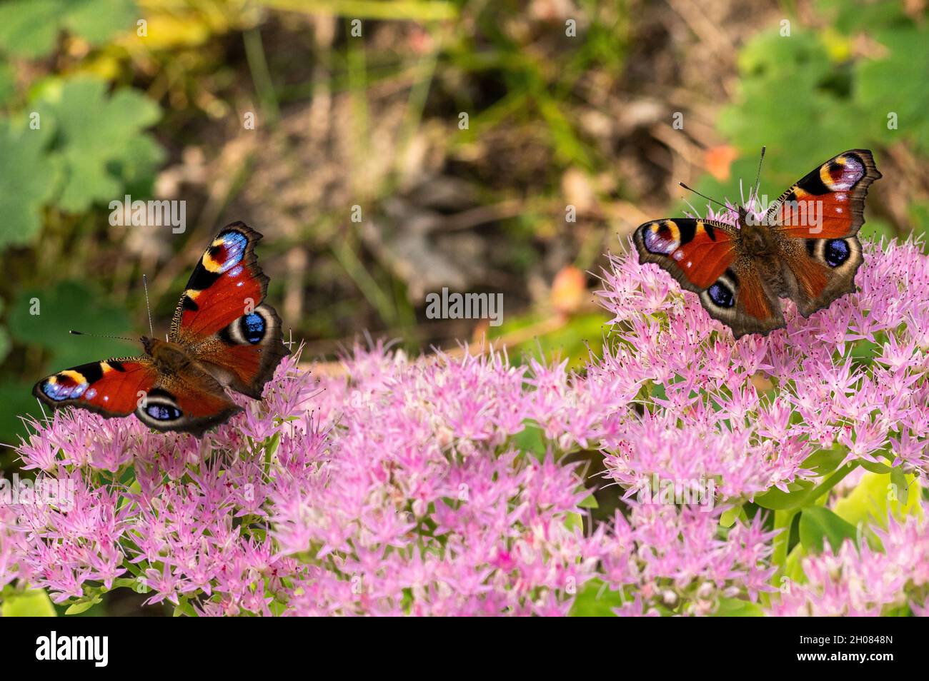 Bellissimo closeup orizzontale di due farfalle Peacock in piedi su un fiore rosa in natura Foto Stock