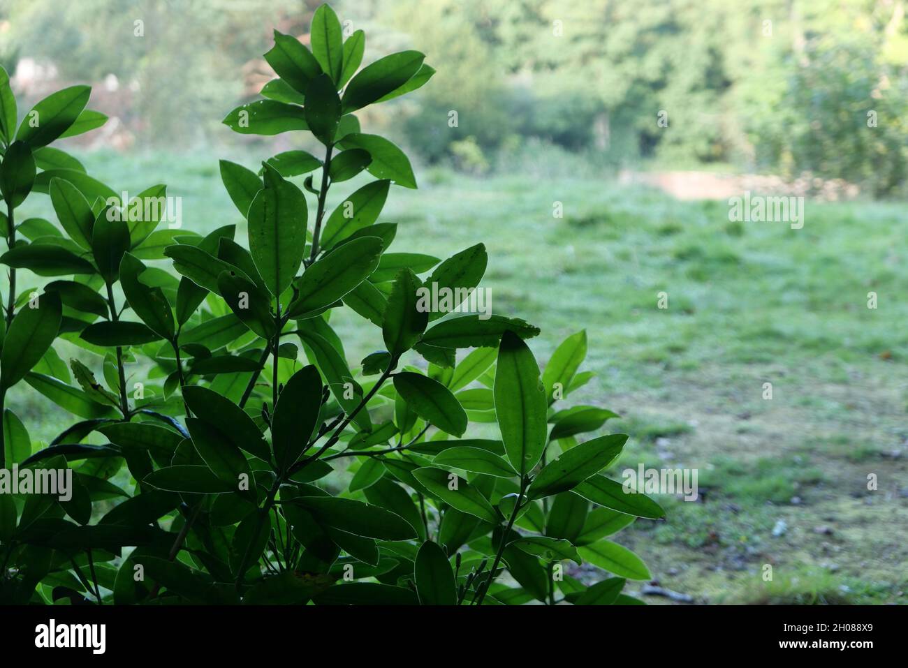Scena giardino con lussureggiante verde fogliame in primo piano e l'erba in background Foto Stock