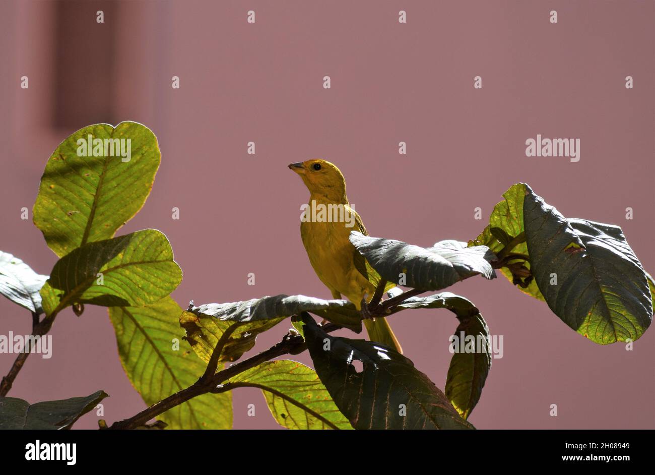 Canarinhos (sicalis flaveola) Foto Stock