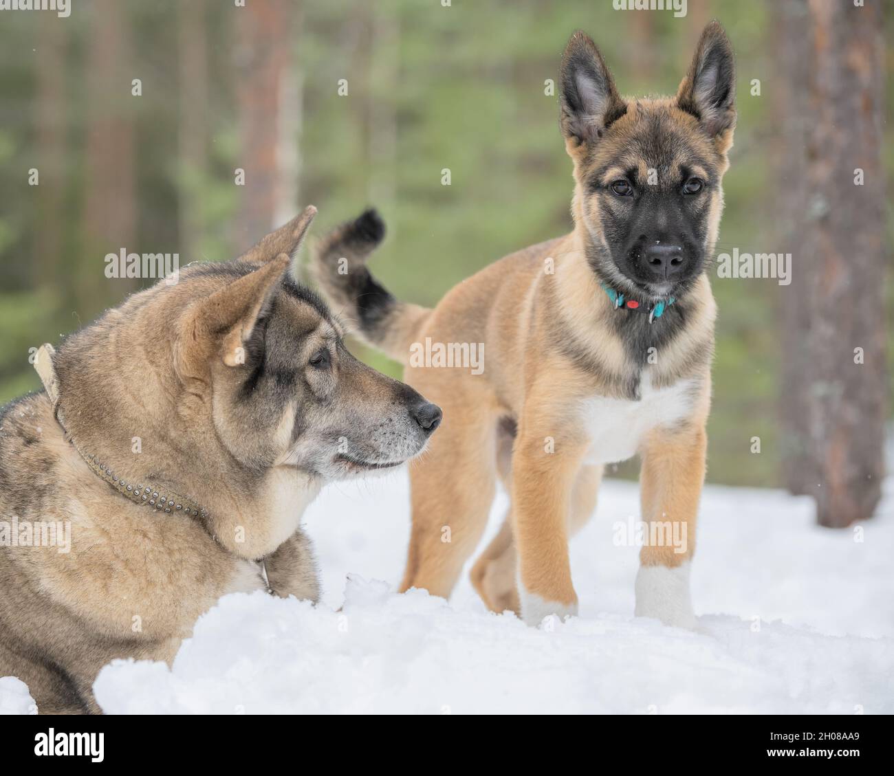 Selettivo del cucciolo di Laika Siberiana orientale e Laika Siberiana occidentale nella foresta innevata Foto Stock