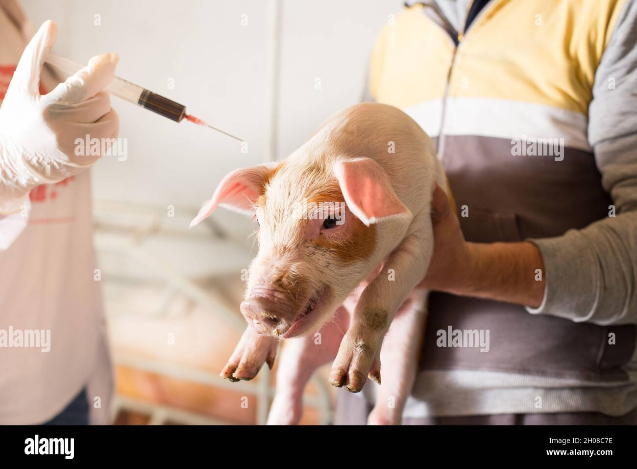 Primo piano di maialino in mano dell'agricoltore e veterinario con iniezione in background. Concetto di vaccinazione e assistenza sanitaria del bestiame Foto Stock