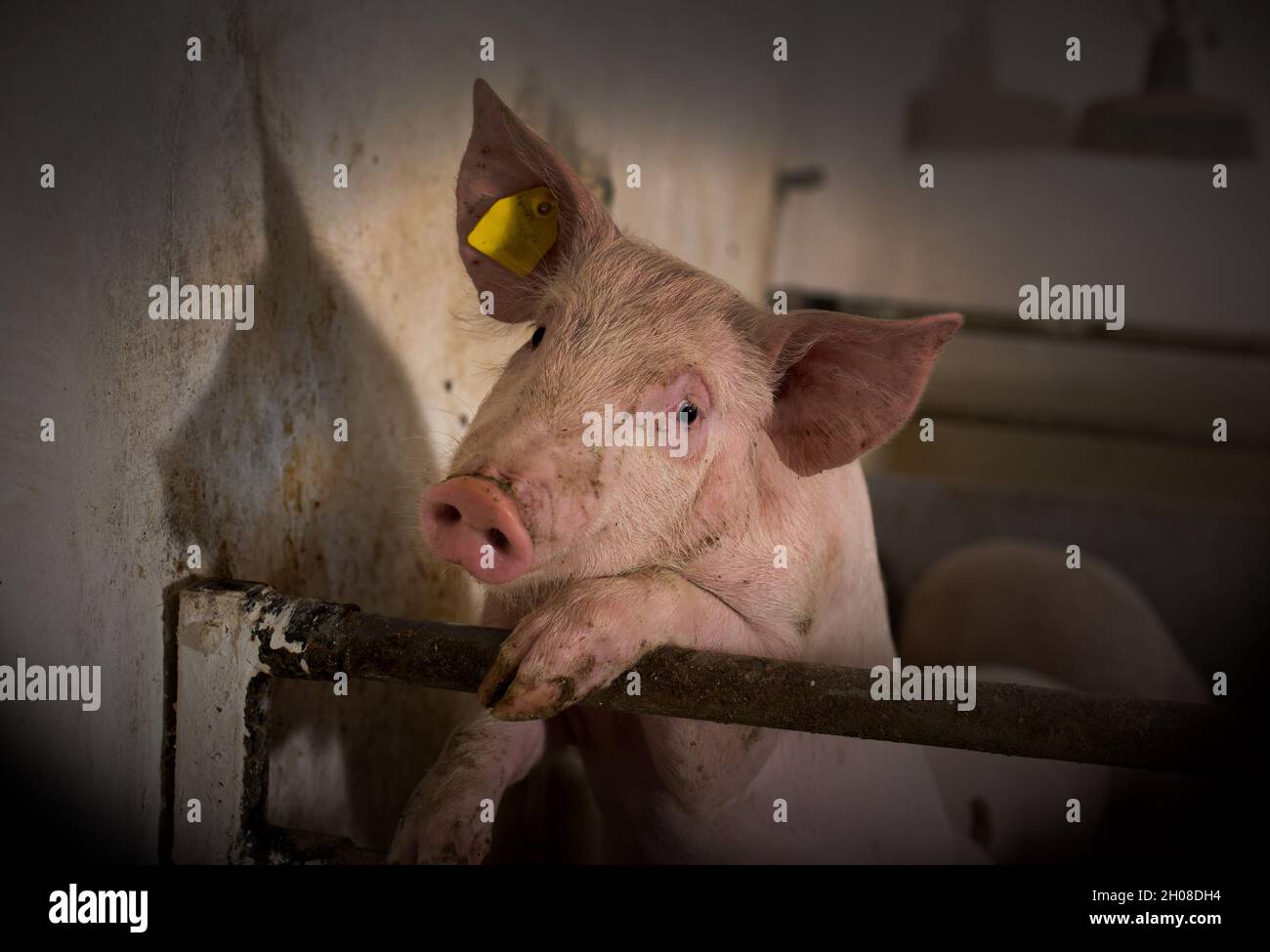 Ritratto di giovane maiale curioso in piedi su recinzione di metallo in maialino Foto Stock