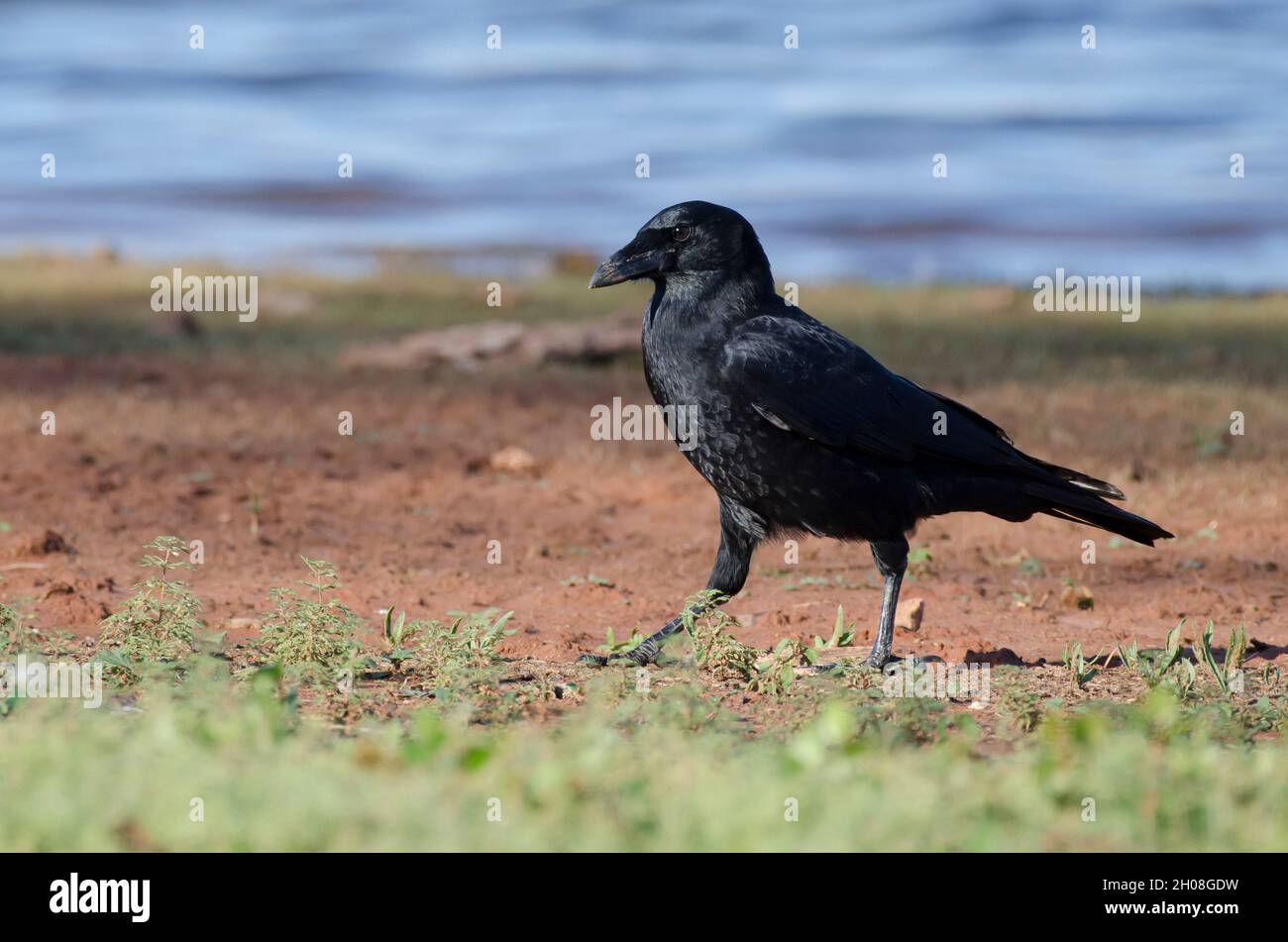 American Crow, Corvus brachyrhynchos Foto Stock