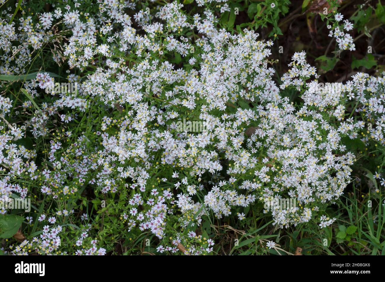 White Heath Aster, Symphyotrichum ericoides Foto Stock