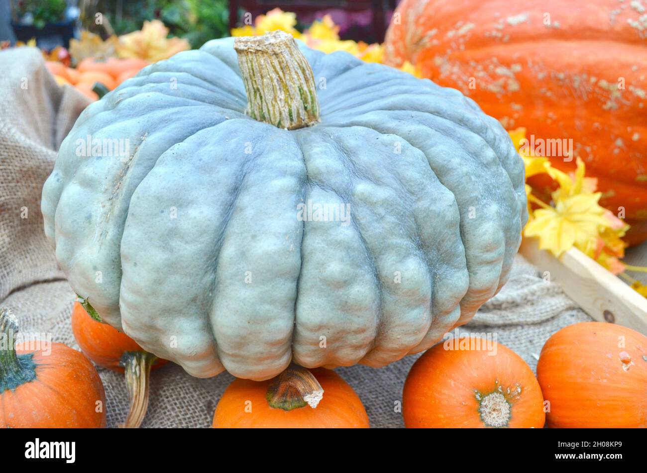 Primo piano di zucca blu Halloween mostra con zucca arancione. Foto Stock