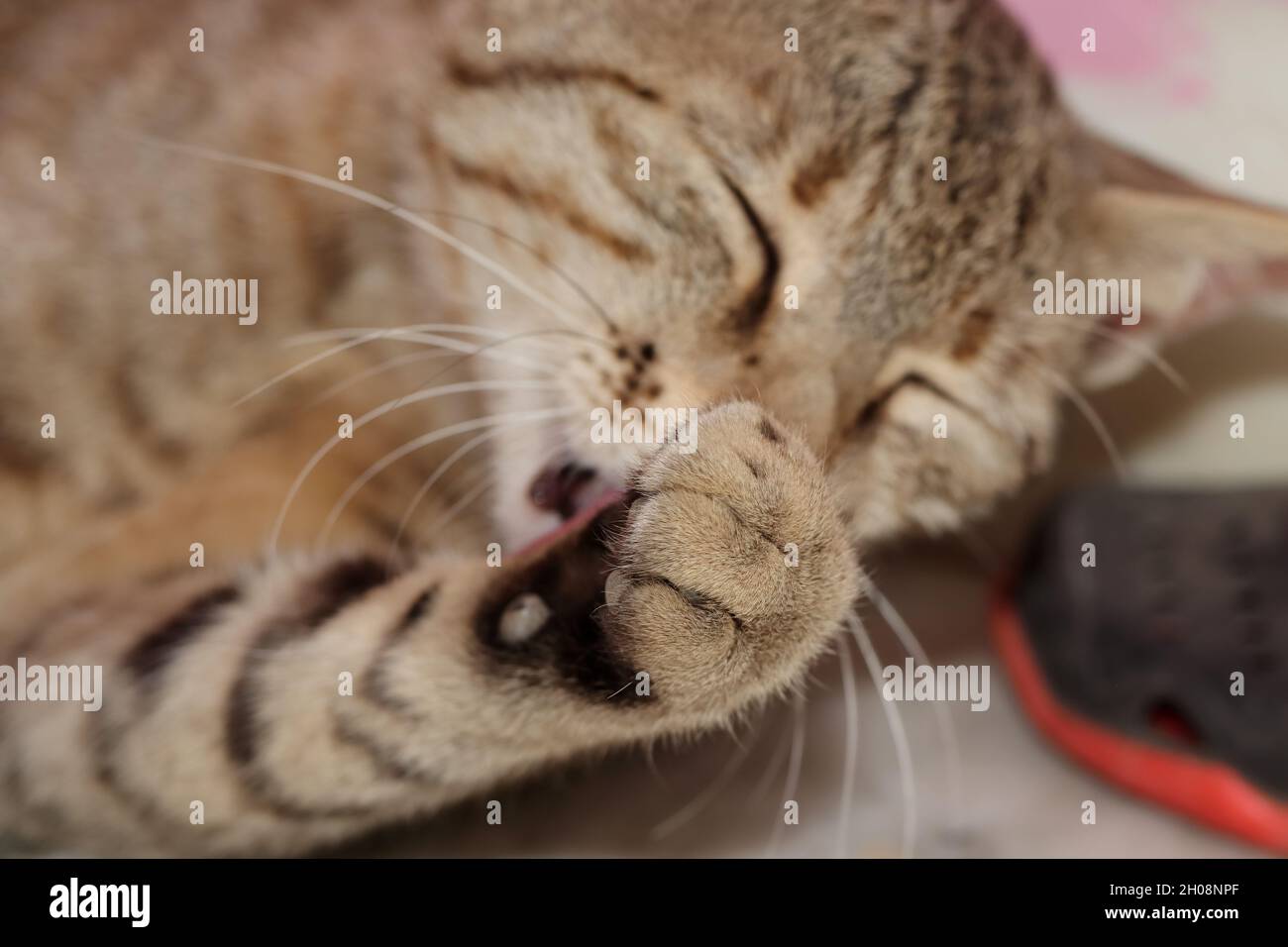 Primo piano di un gatto domestico dolce adorabile tabby sul pavimento che  lecca la sua zampa Foto stock - Alamy