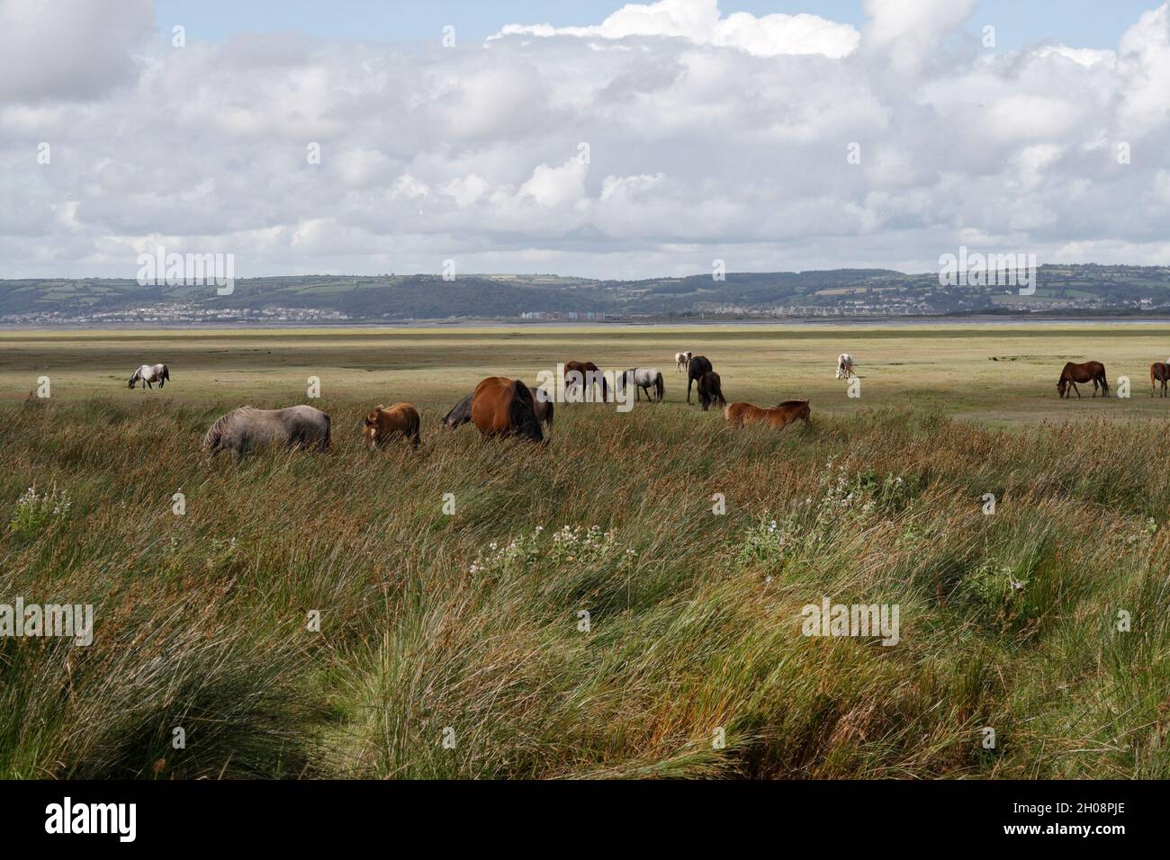 L'estuario del Loughor e la penisola di North Gower da Penclawydd, Galles, Regno Unito, mandria di cavalli paludosi selvaggi biodiversità del paesaggio costiero salino gallese Foto Stock