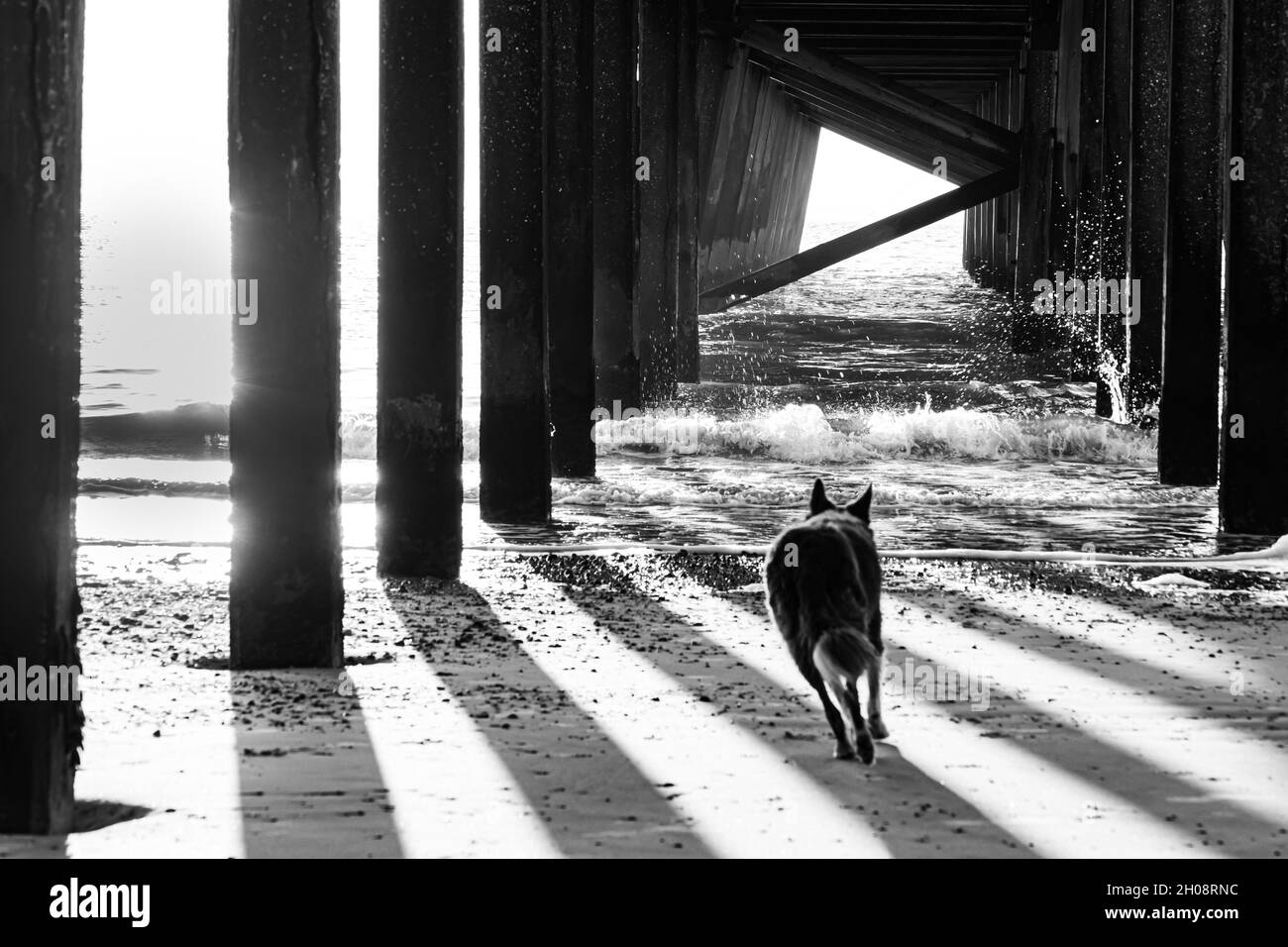 Onde delicatamente Breaking sotto Claremont Pier Lowestoft visto da un vivace cane Foto Stock