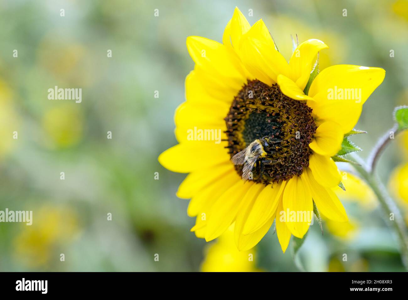 Miele ape impollinando pianta di girasole Foto Stock