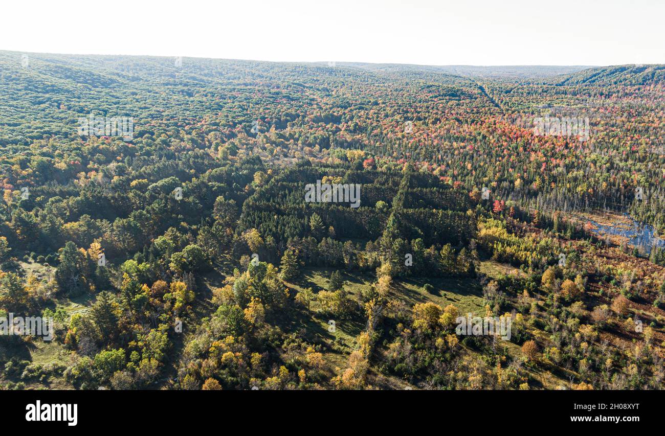 Modello geometrico in alberi sempreverdi nel Michigan settentrionale durante la stagione di colore autunnale, vista aerea. Foto Stock
