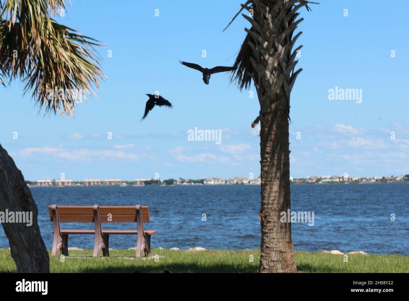 uccelli negli alberi Foto Stock