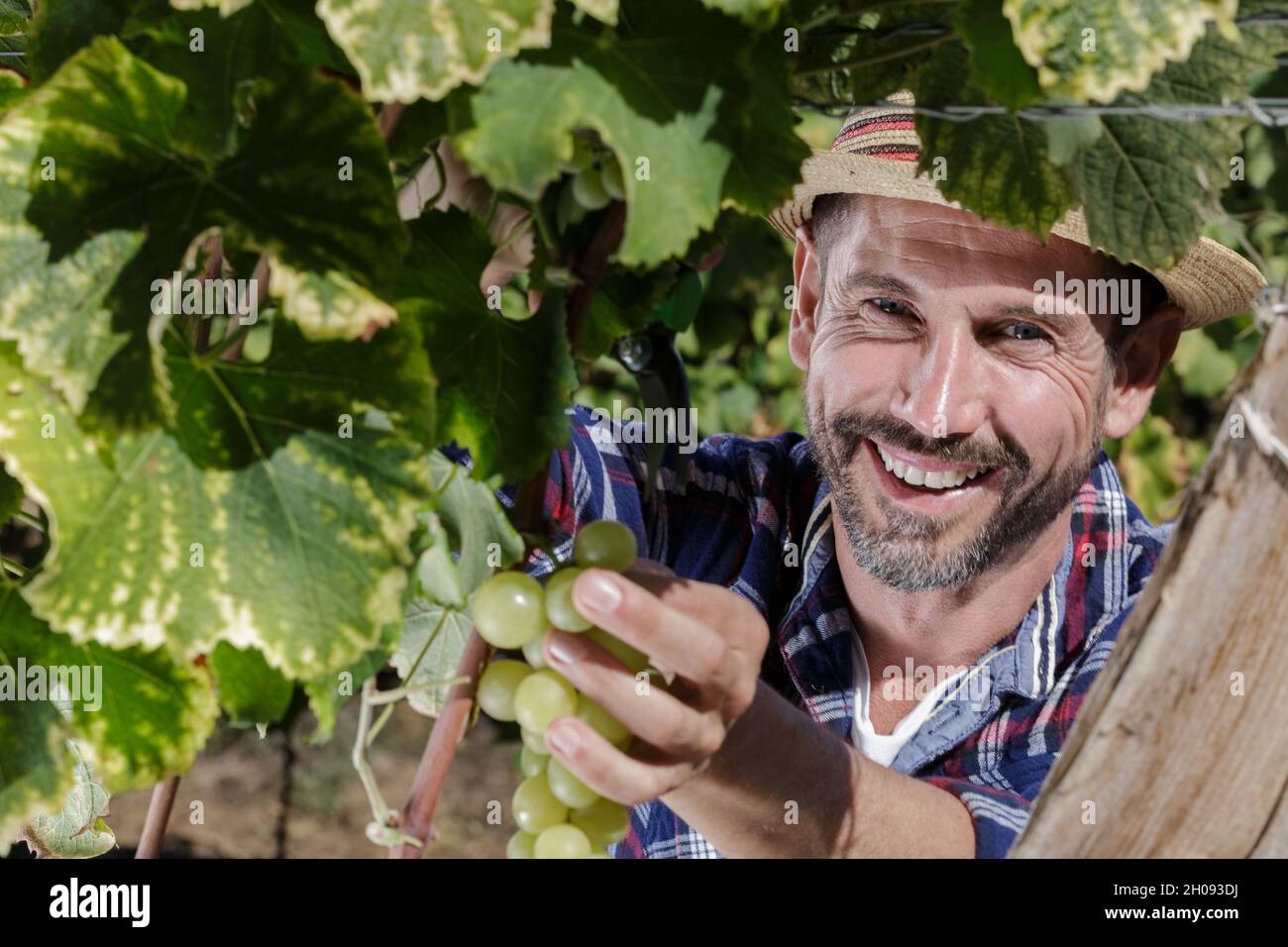 uomo sorridente che raccoglie le uve in vigna Foto Stock