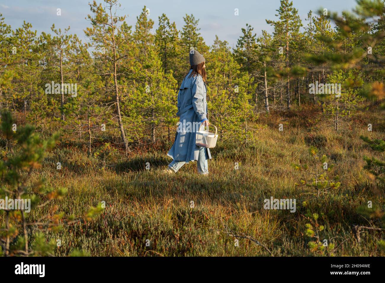 Giovane donna in elegante cappotto e cappello a piedi nella foresta d'autunno in giornata calda di sole alla ricerca di mirtillo Foto Stock