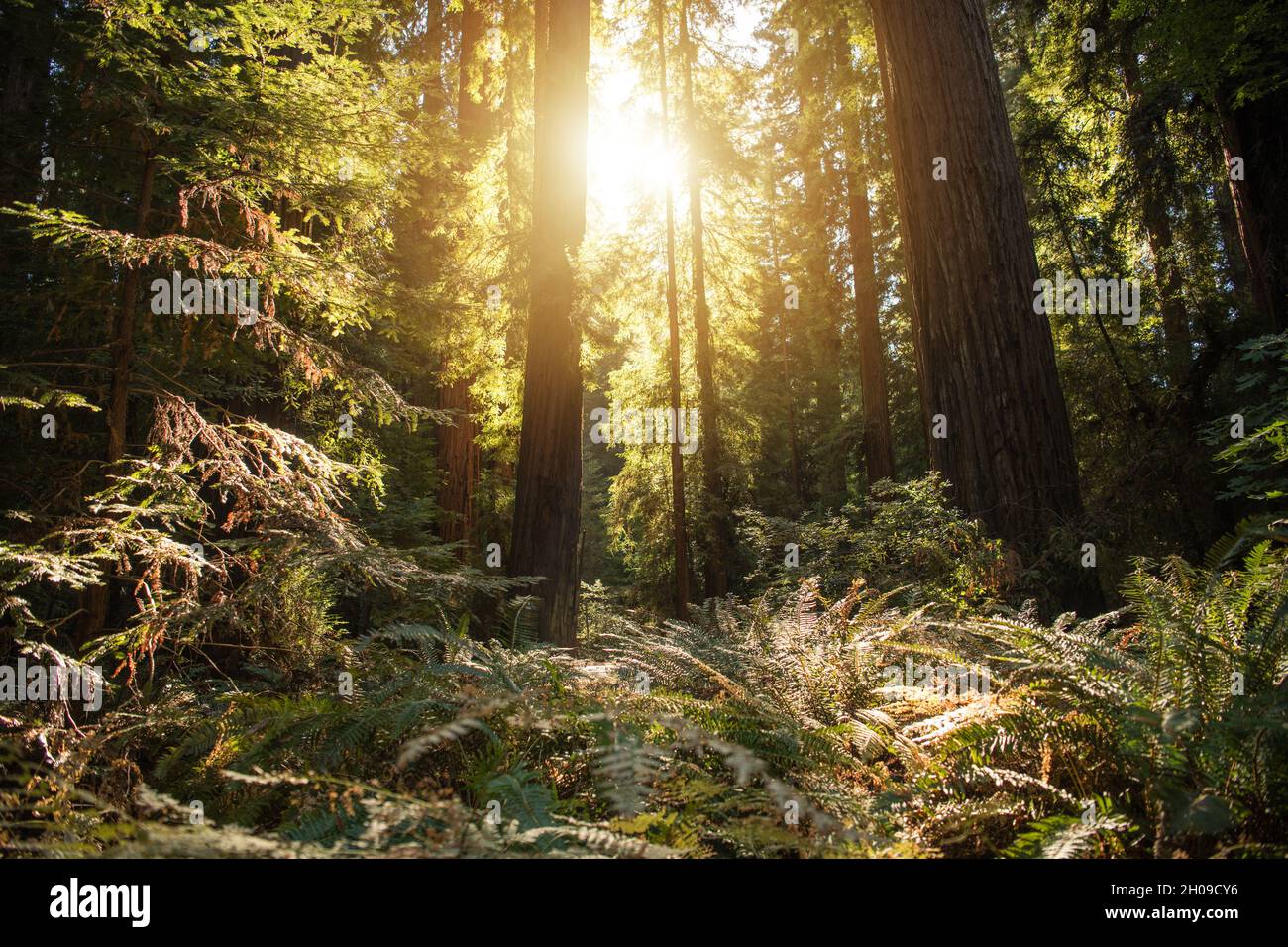 Foresta di sequoie soleggiate e dense nella California settentrionale. Scenario estivo. Autostrada 101 Humboldt County, California, Stati Uniti. Foto Stock