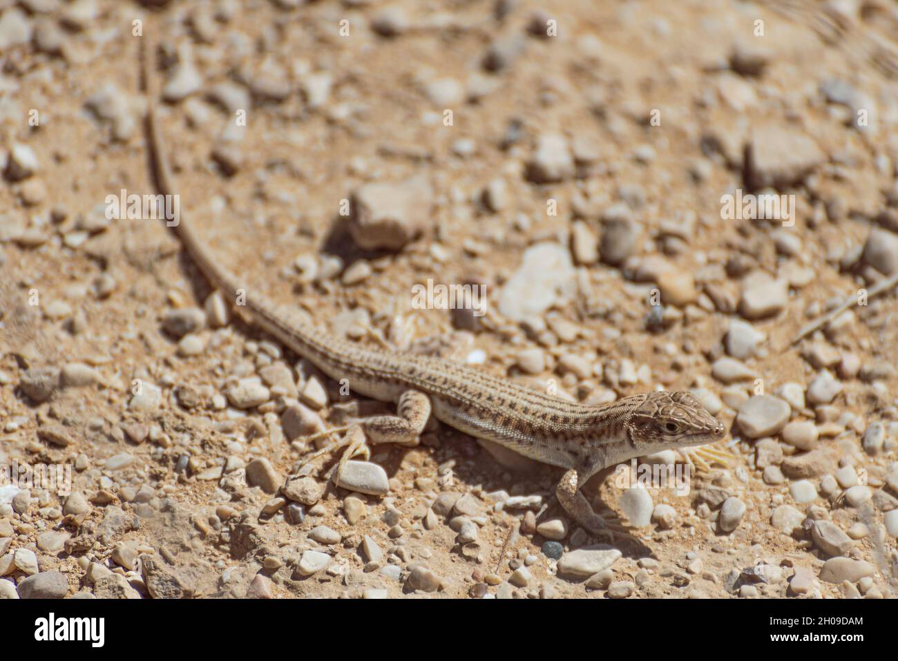 Un primo piano di una piccola lucertola si trova sotto una roccia calda sotto il sole estivo. Il deserto del Negev, Israele. Foto di alta qualità Foto Stock
