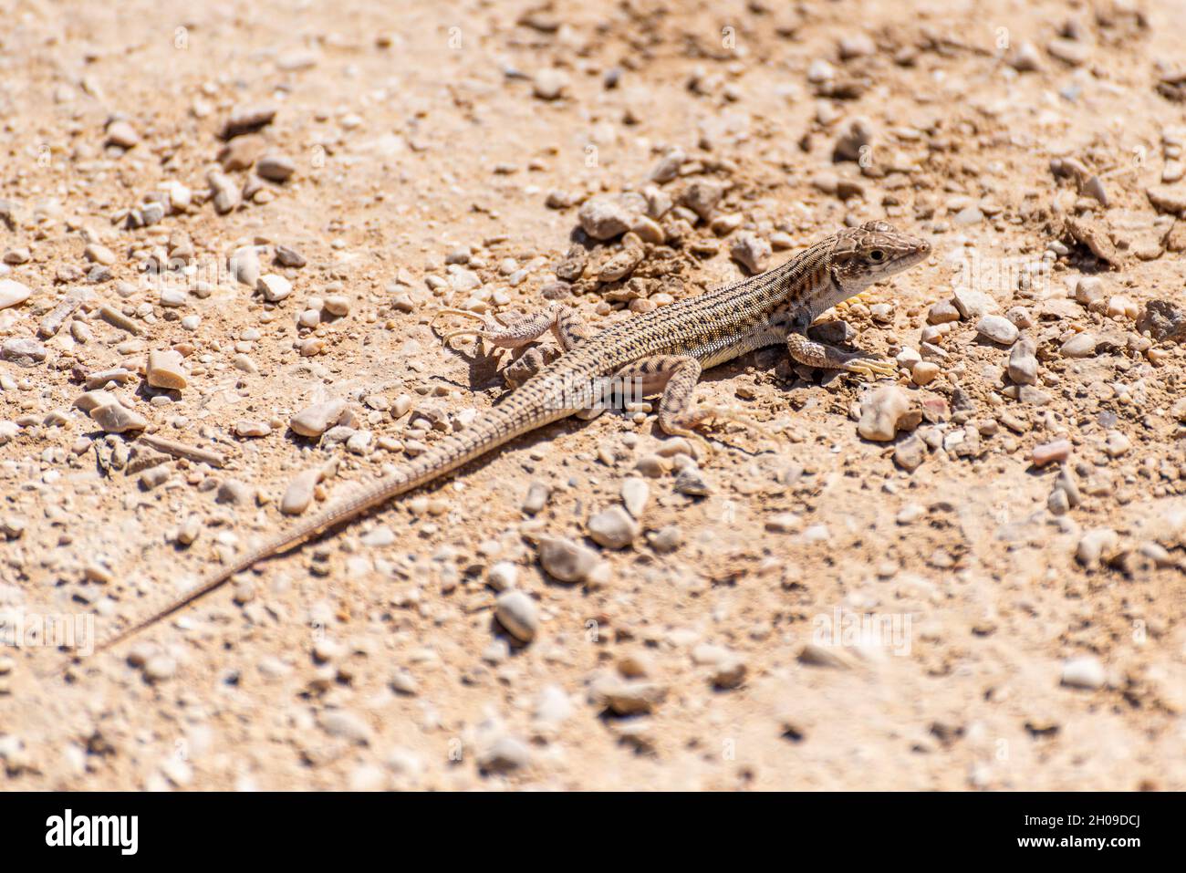 Un primo piano di una piccola lucertola si trova sotto una roccia calda sotto il sole estivo. Il deserto del Negev, Israele. Foto di alta qualità Foto Stock