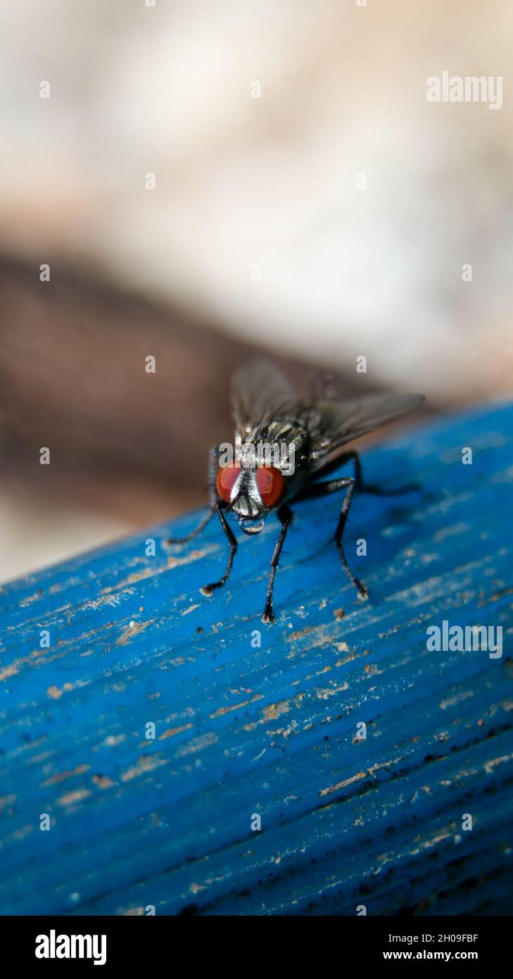 macro scatto verticale di una carne comune vola con il suo corpo bianco e nero e occhi rossi seduti su un tubo blu e guardando la fotocamera durante il giorno Foto Stock