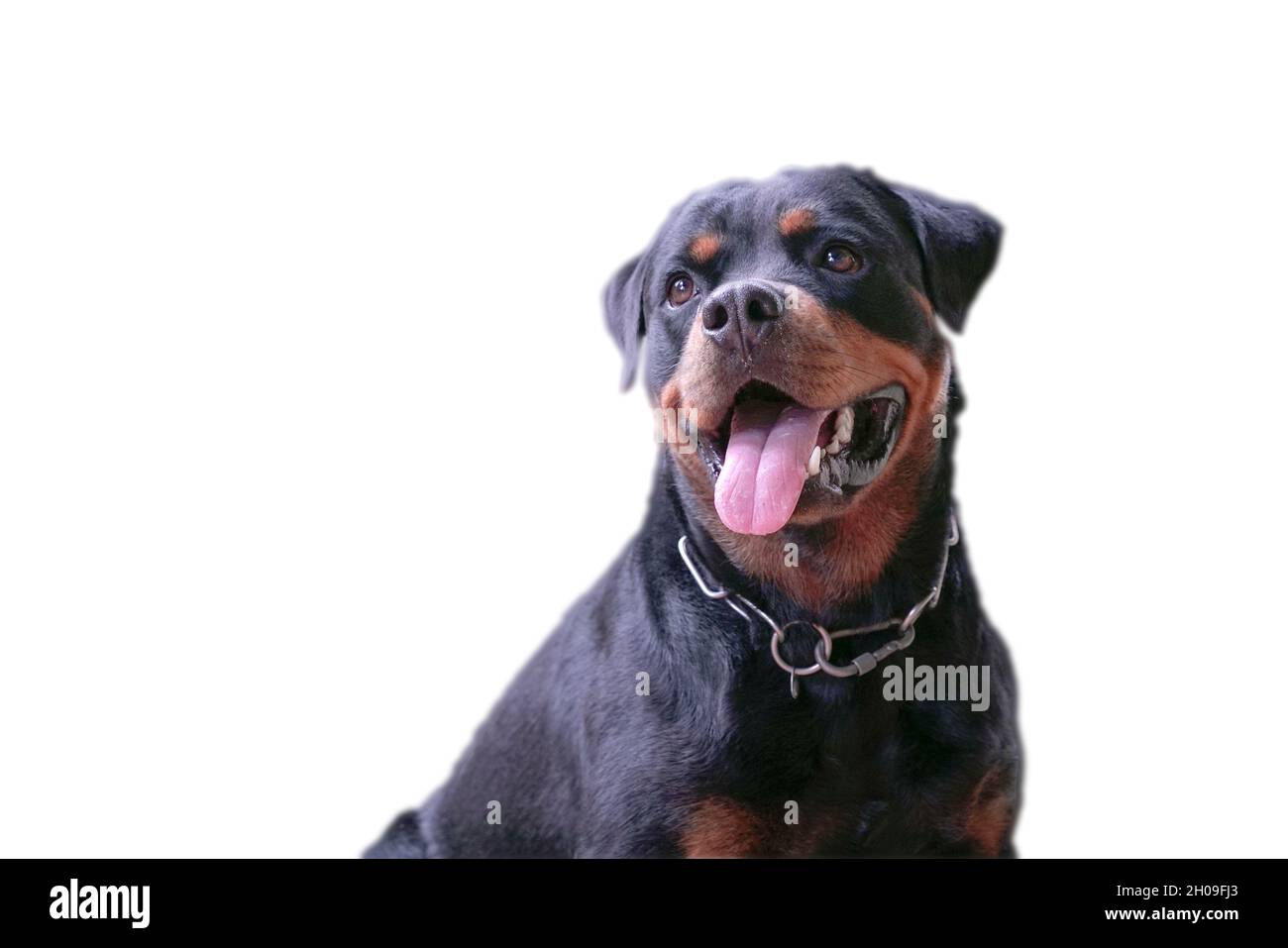 Rottweiler cane in posa con un sorriso, mostrando lingua. Isolato. Foto Stock