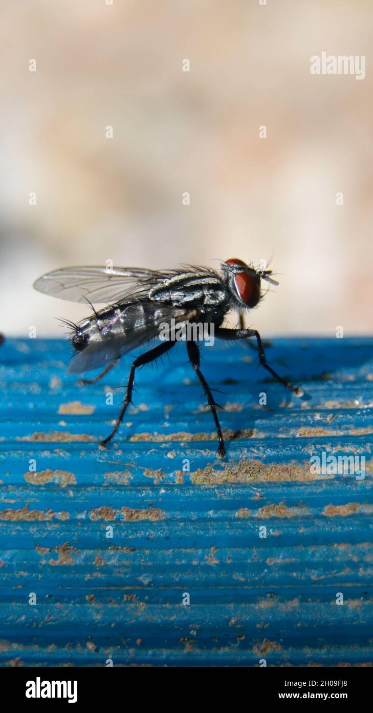 macro scatto verticale di una carne comune vola con il suo corpo bianco e nero e occhi rossi seduti su un tubo blu e guardando la fotocamera durante il giorno Foto Stock