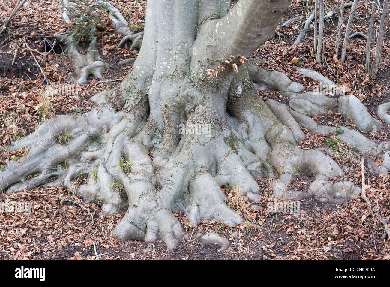 Radici gnarled di un albero. Simbolo di un forte fondamento, forza e patrimonio. Foto Stock