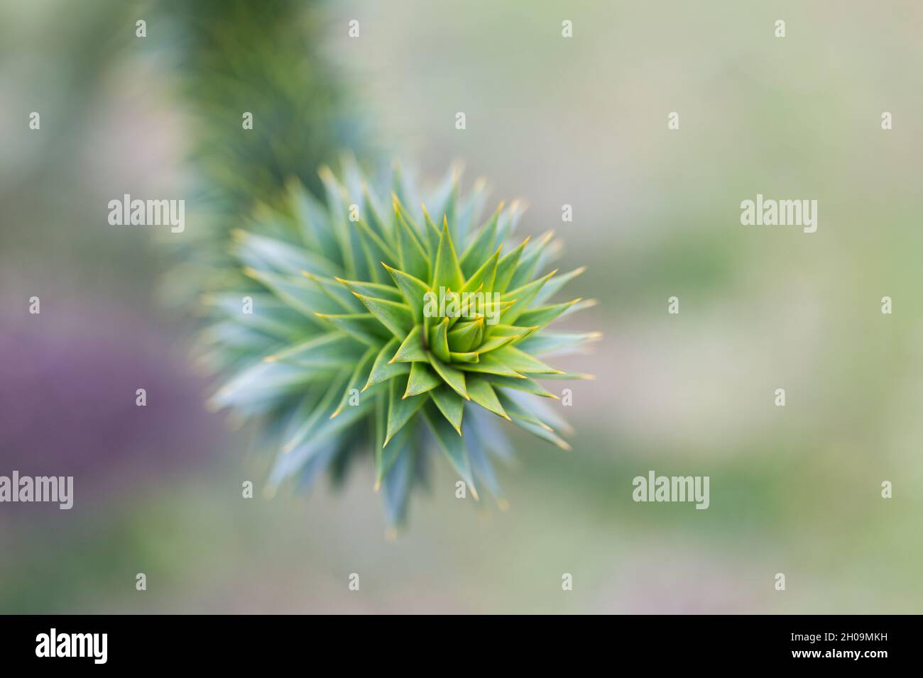 Vista ravvicinata sulla punta del ramo di un araucana Araucaria. Primo piano delle caratteristiche foglie a forma di triangolo, affilate. Foto Stock