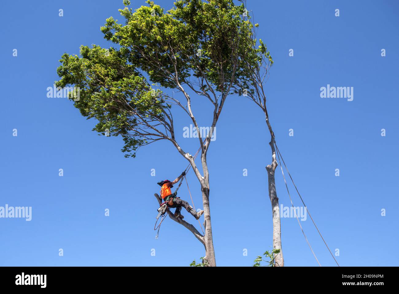 Uomo che indossa tutti i dispositivi di protezione individuale (DPI) che tagliano un albero di grandi dimensioni Foto Stock