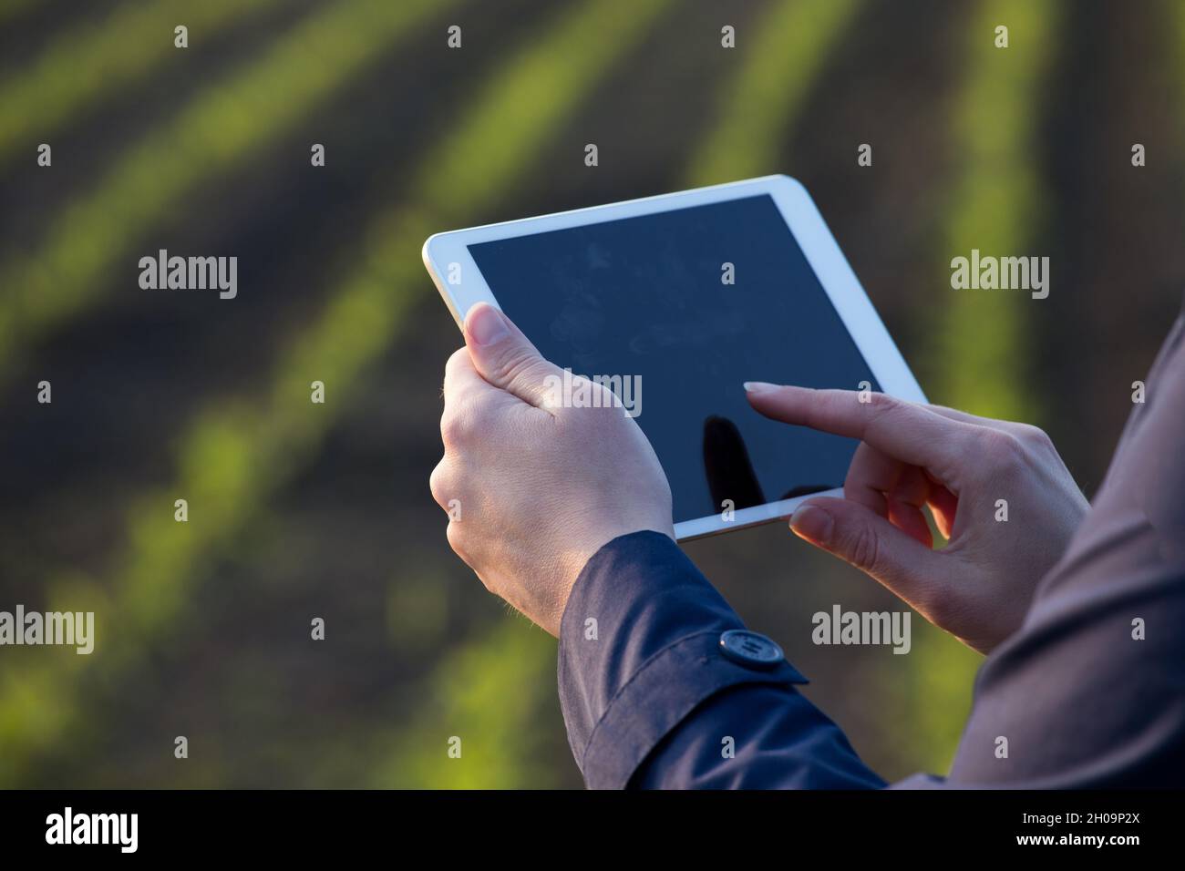 Primo piano delle mani dell'agricoltore che tiene e lavora sulla tavoletta in campo di mais in primavera Foto Stock