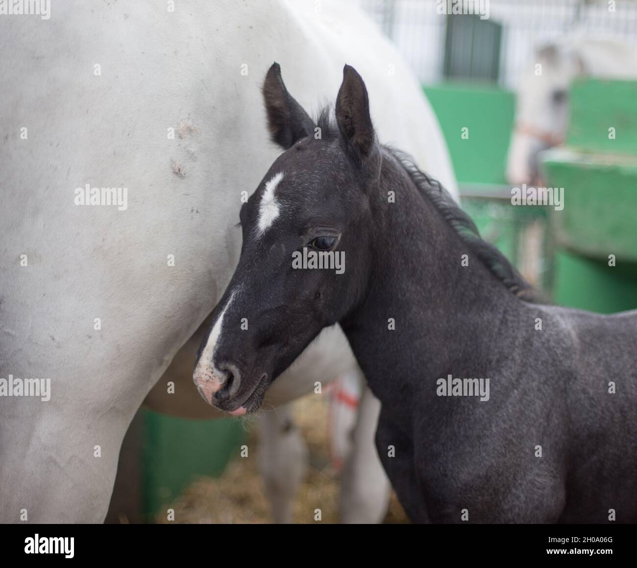 Ritratto di Lipizzaner nemico in piedi accanto a madre Foto Stock