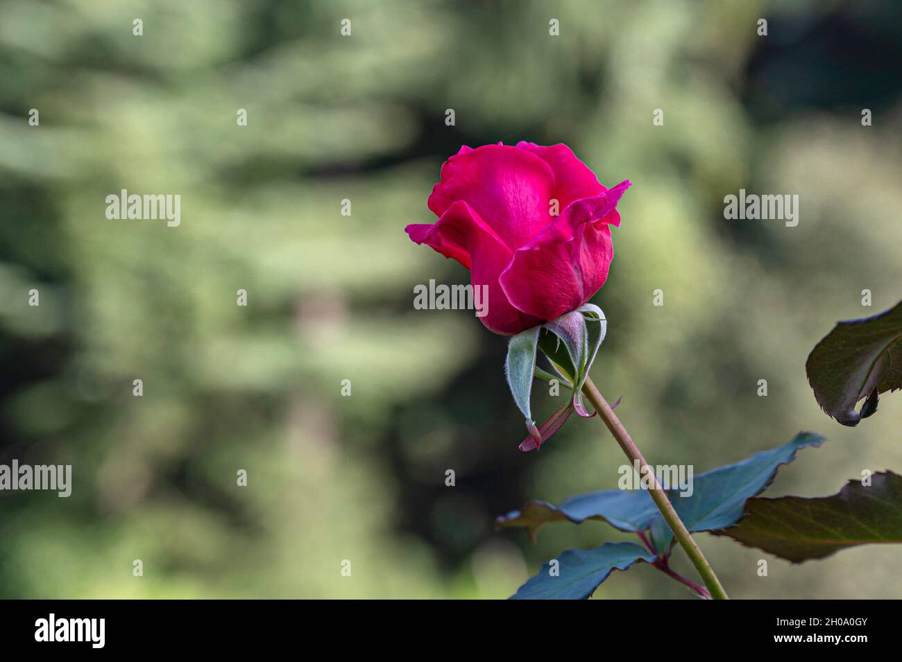 Immagini Stock - Boccioli Di Rosa Essiccati In Giardino In Una Giornata Di  Sole. Image 166066332