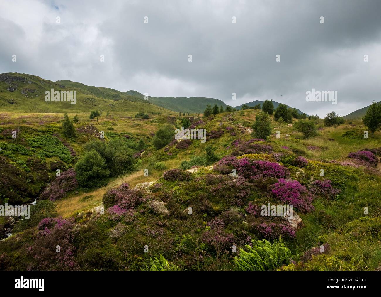 Paesaggio sestato di Heather nella Riserva Naturale Nazionale di ben Lawers, Scozia Foto Stock