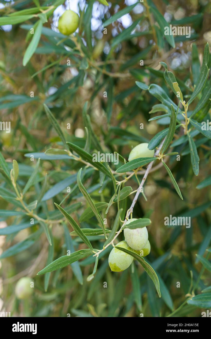 Ramo di ulivo con foglie verdi e olive verdi che crescono sull'albero. Foto Stock