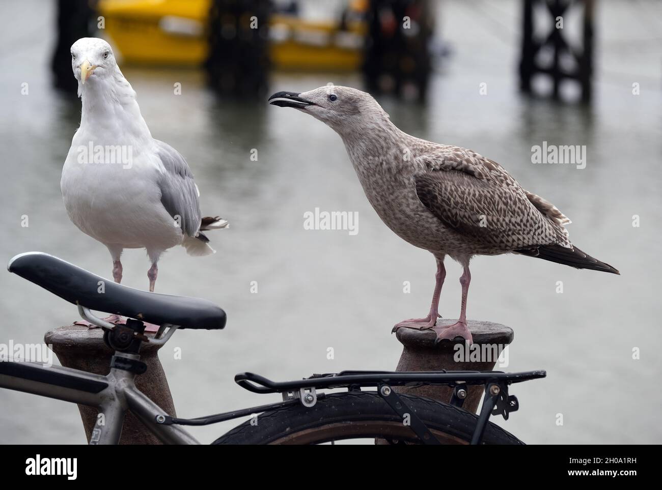 Gabbiano giovane di aringa che chiede di essere alimentato. Foto Stock