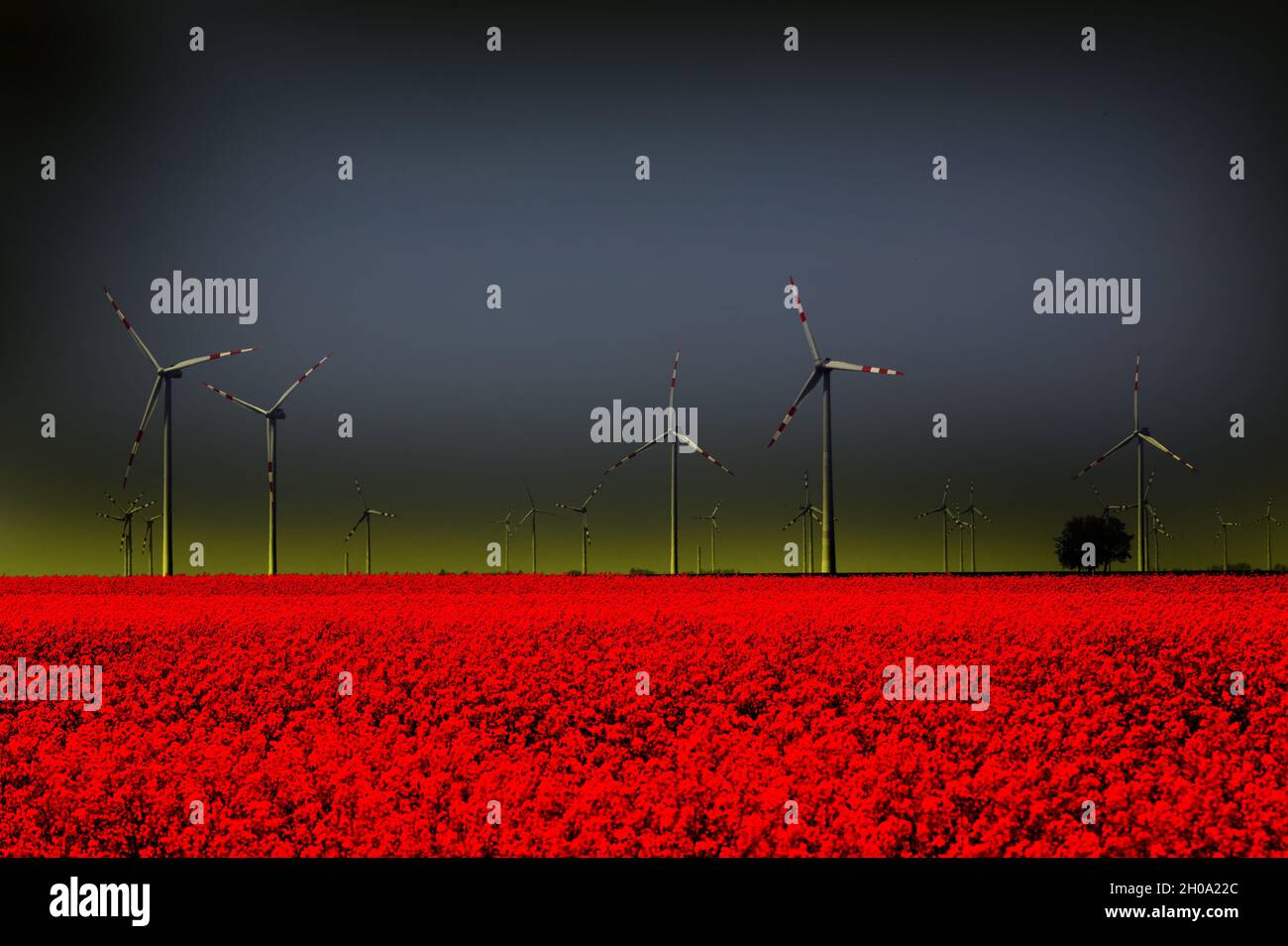 Fattoria di turbine eoliche in campo rosso in primavera. Concetto di fonti di energia rinnovabili Foto Stock
