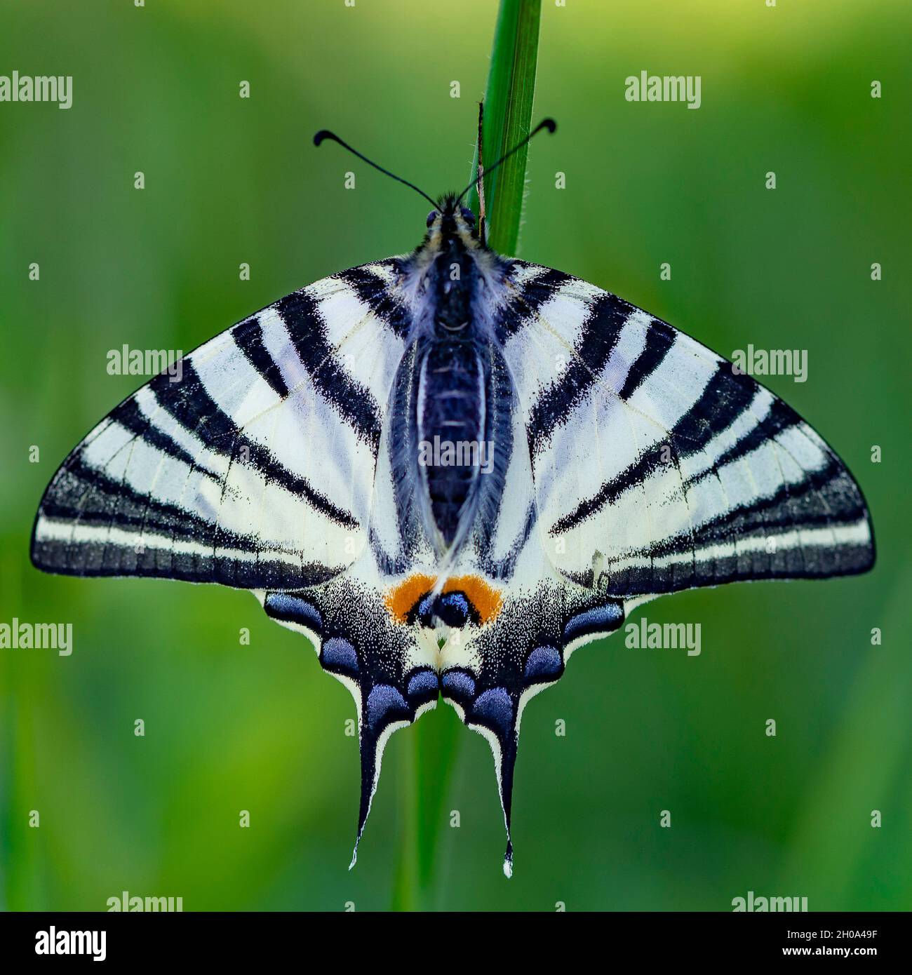 Farfalla a coda di rondine su sfondo verde erba Foto Stock