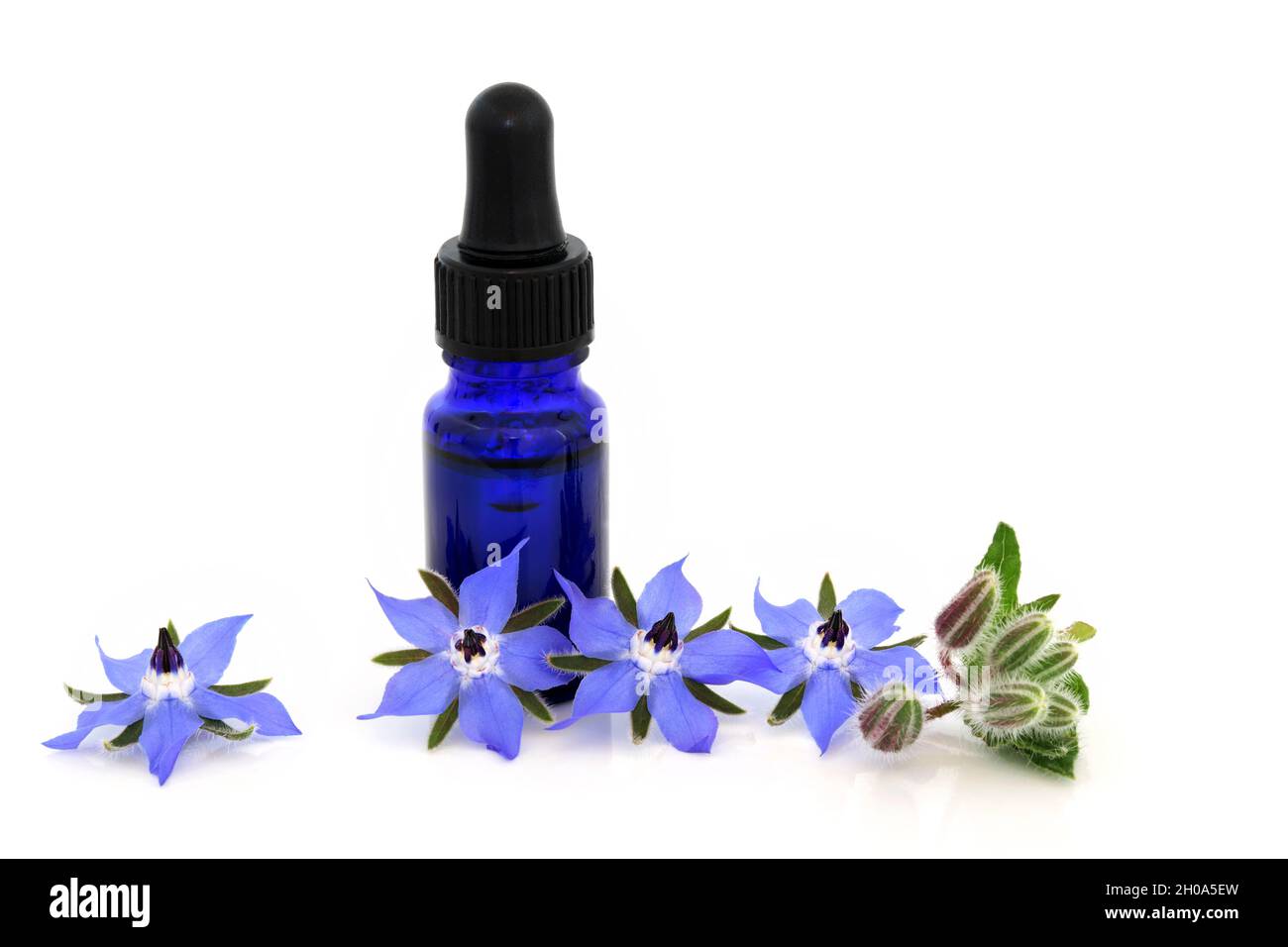 Fiori di borragine con bottiglia di olio essenziale. Usato in medicina a base di erbe come sedativo, per problemi ormonali, bronchite, raffreddori e influenza. Foto Stock
