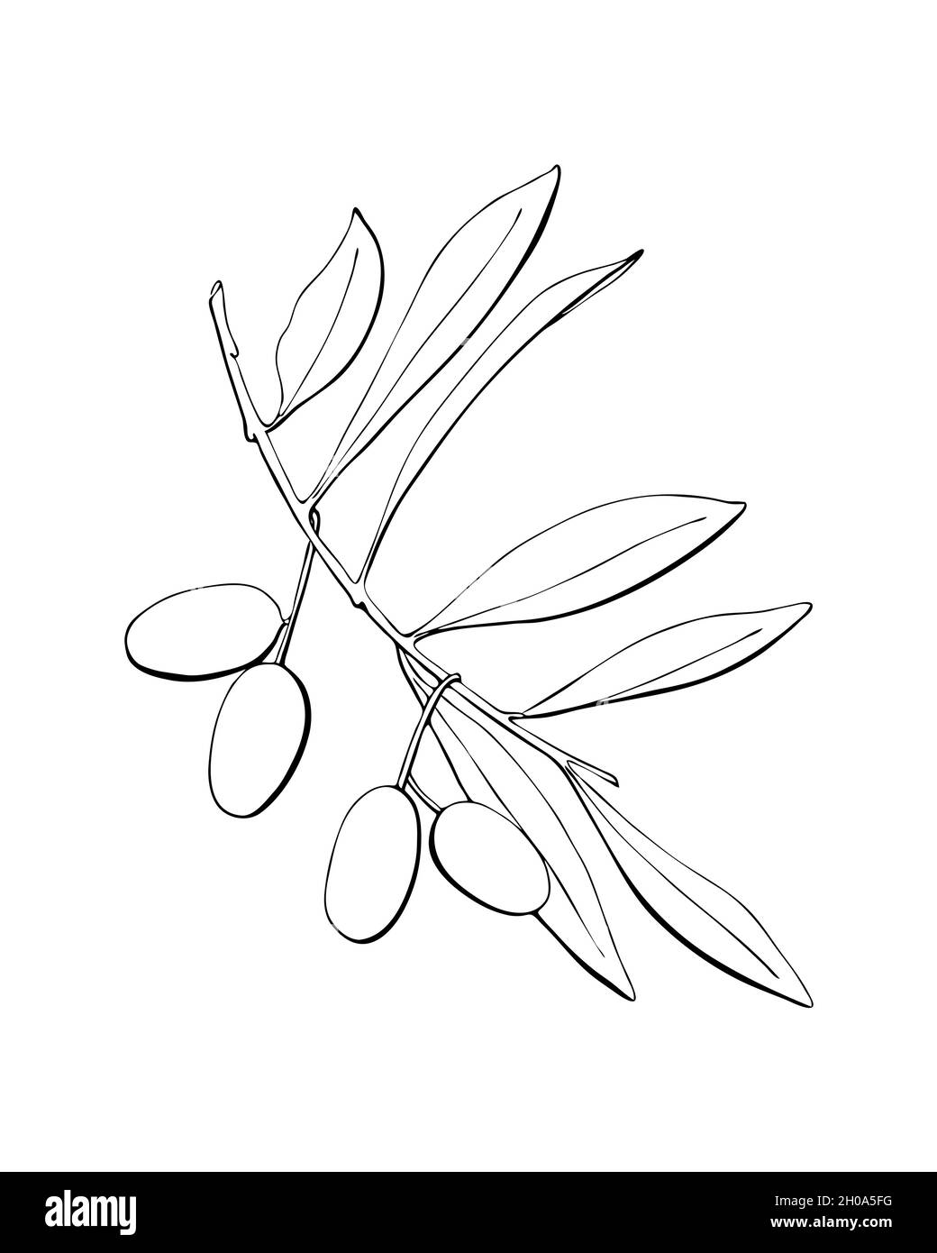 Ramo di olive con frutta e foglie, disegno a mano contorno, silhouette, isolato, sfondo bianco. Illustrazione vettoriale Illustrazione Vettoriale