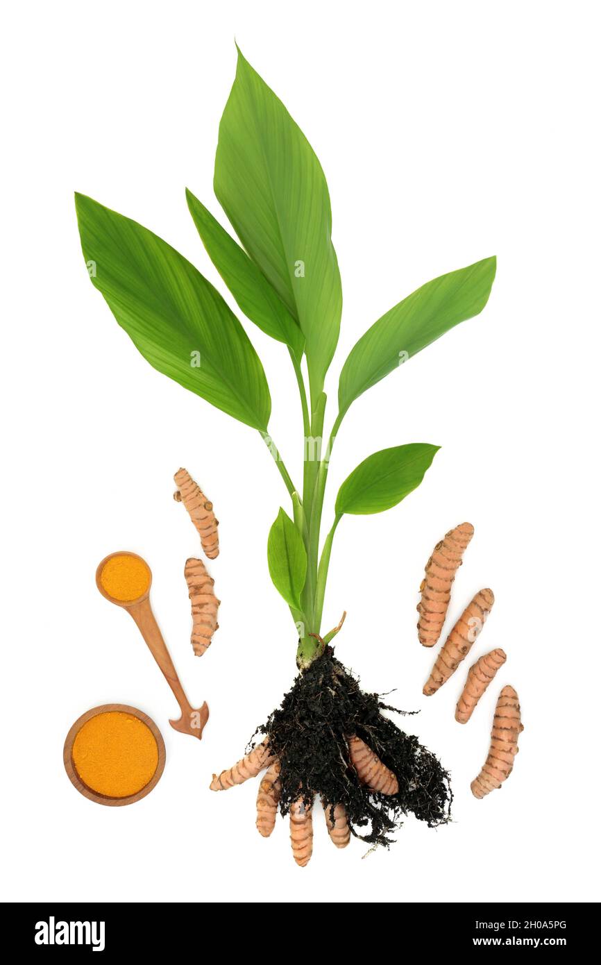 Pianta curmerica con polvere di erbe e radici che crescono nel suolo. Usato in condimento alimentare e medicina alternativa delle piante di erbe. Foto Stock