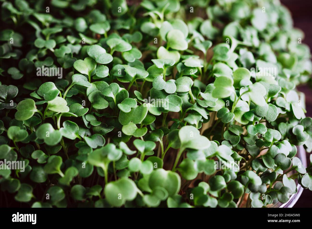 Primo piano dei Microgreens germinati. Antiossidante. Pianta sfondo Foto Stock