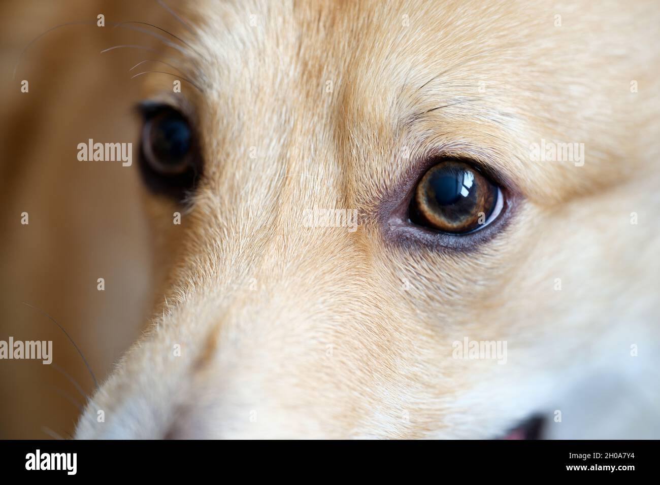 Primo piano di occhi marroni di cane pedigree malato Foto Stock